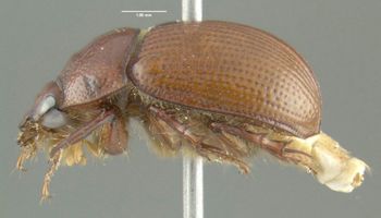 Media type: image;   Entomology 602050 Aspect: habitus lateral view